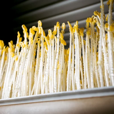 Teelt van erwtasperge