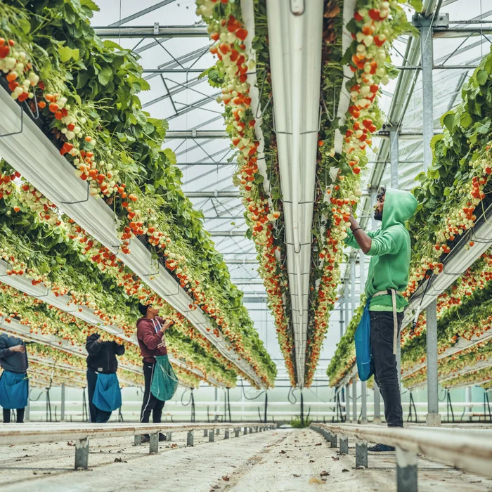 Aardbeiteelt