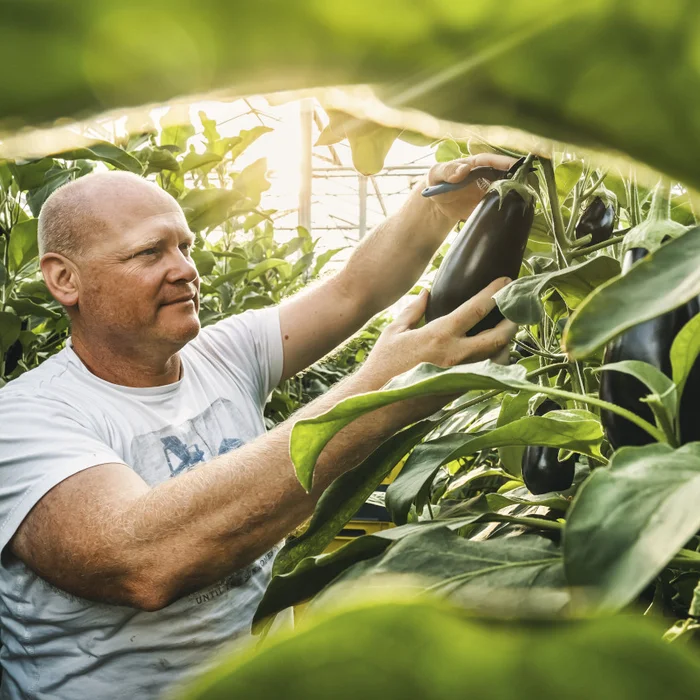 Teelt van aubergine