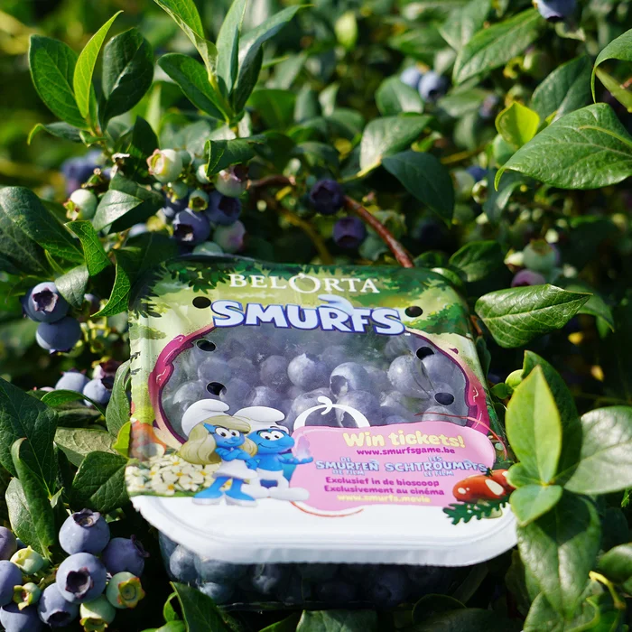 Blauwe bessen in Smurfenverpakking op een blauwe bessenstruik