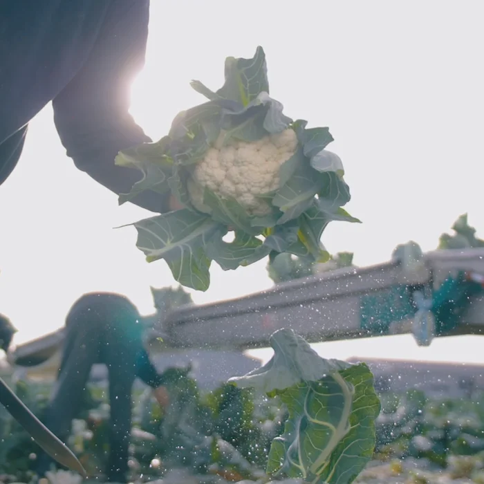Teelt van bloemkool
