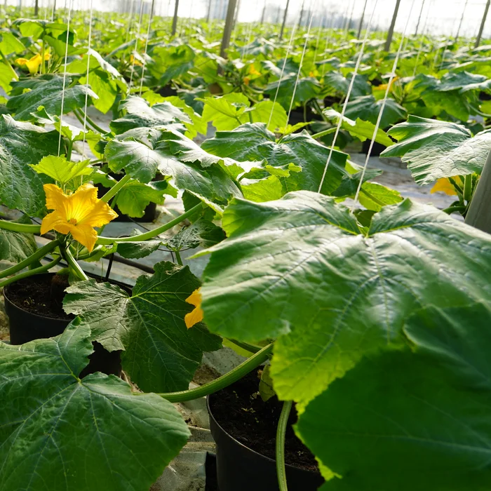 Teelt van courgette