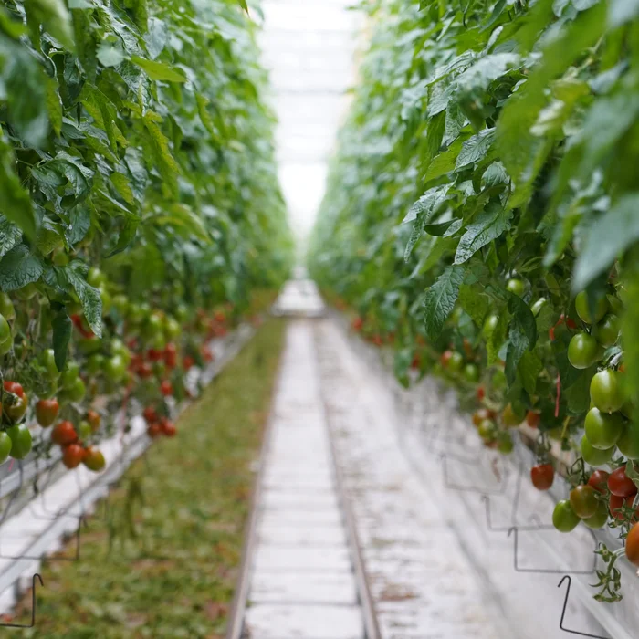 Tomatenteelt in serre