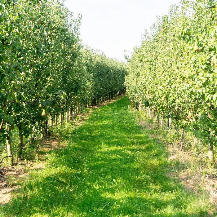 Teelt van peren