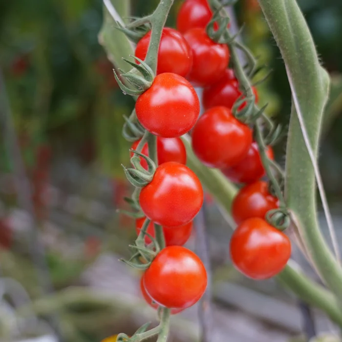 Teelt van Aromia tomaten