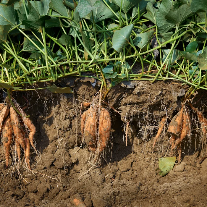 Teelt zoete aardappel