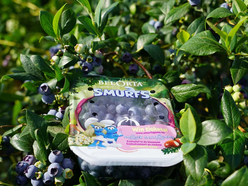 Blauwe bessen in Smurfenverpakking op een blauwe bessenstruik
