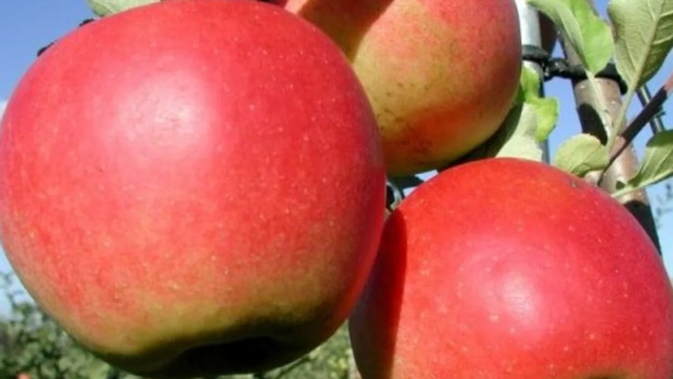 Bio Santana appels